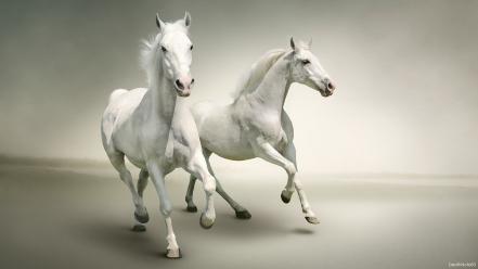 Water running white horse wallpaper