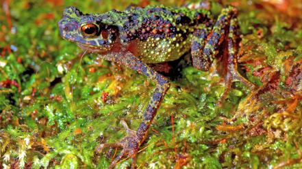 Amphibians frogs wallpaper