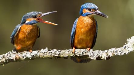 Animals birds kingfisher wallpaper