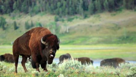 Animals bison wallpaper