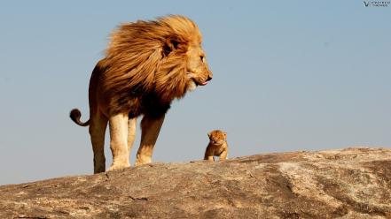 Animals cubs lions savage safari african wild life wallpaper