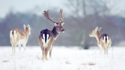 Animals deer fallow snow wild wallpaper