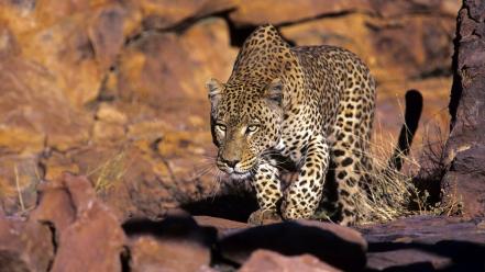 Animals leopards savage african wild life wallpaper