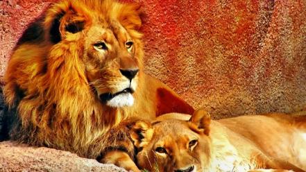 Animals lions wallpaper
