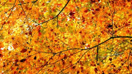 Autumn leaves trees wallpaper