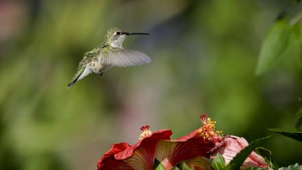 Birds animals hummingbirds wallpaper