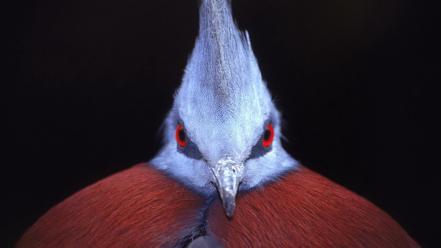 Birds red eyes victoria crowned pigeon wallpaper
