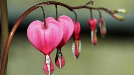 Bleeding hearts flowers pink wallpaper