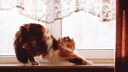 Cats animals pets windows wallpaper