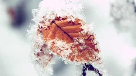 Close-up nature winter snow leaves frozen snowflakes bright wallpaper