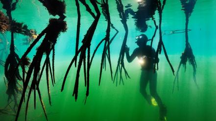Diver national geographic central america underwater wallpaper