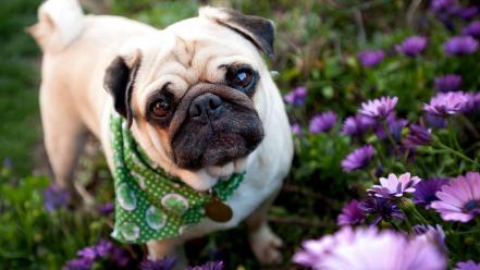 Flowers animals dogs pug wallpaper