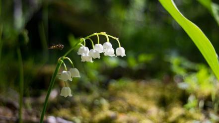 Flowers bokeh lily of the valley white wallpaper