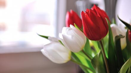 Flowers tulips wallpaper