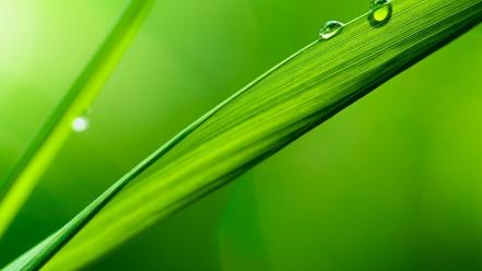 Grass blade macro wallpaper