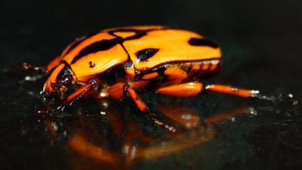 Insects beetles macro wallpaper