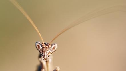 Insects mantis macro wallpaper