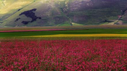 Italia italy castelluccio di norcia flowers landscapes wallpaper