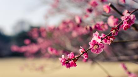 Japan cherry blossoms flowers wallpaper