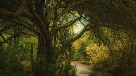 Landscapes nature trees forests paths golden path wallpaper