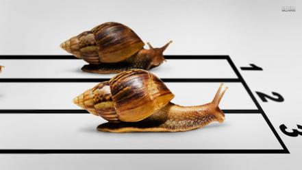 Molluscs numbers race racing snails wallpaper