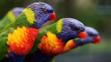 Multicolor birds animals parrots rainbow lorikeet wallpaper