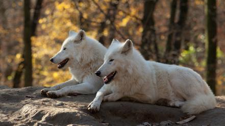 Nature animals white wolf wolves wallpaper