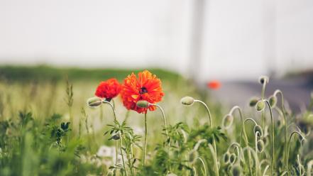 Nature flowers depth of field buds red poppies wallpaper
