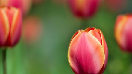 Nature flowers plants tulips wallpaper