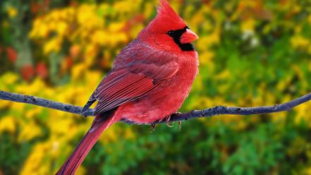 Northern cardinal animals birds wallpaper