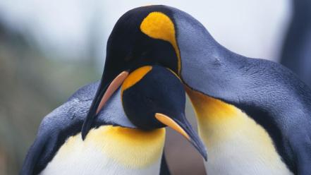 Penguins pinguin wallpaper