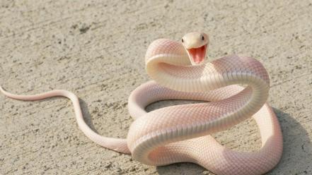 Snakes albino wallpaper