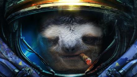 Starcraft animals sloth helmets ii photo manipulations wallpaper