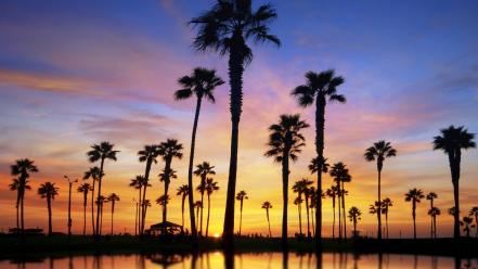 Sunset nature silhouettes palm trees wallpaper