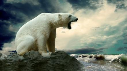 Water polar bears wallpaper