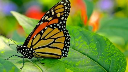 Animals butterflies insects nature wallpaper