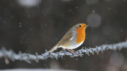 Animals depth of field barbed wire robins wallpaper