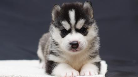 Animals dogs puppies husky wallpaper