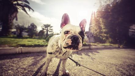 Animals french bulldog wallpaper