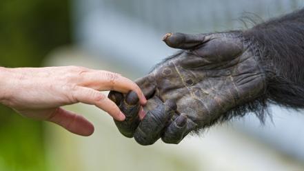 Animals hands human wallpaper