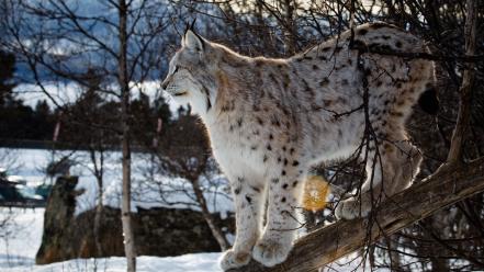 Animals lynx wildcat wallpaper