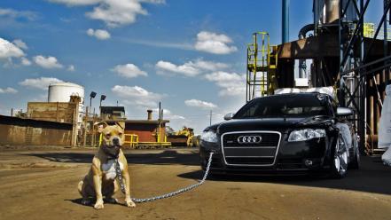 Audi pitbull wallpaper