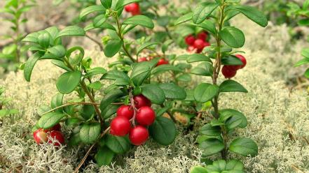 Berries cowberry fruits moss nature wallpaper