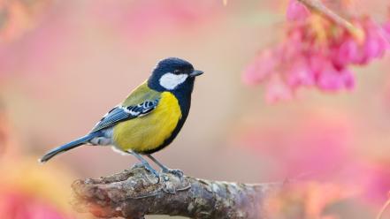 Birds animals great tit wallpaper