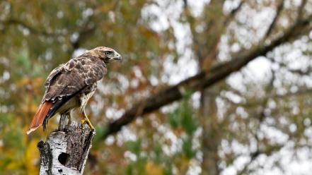 Birds branches bird of prey wallpaper