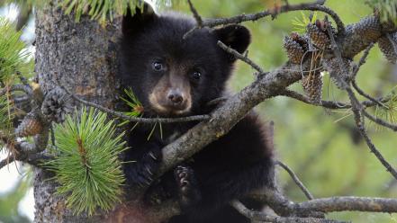 Climbing trees animals bears black bear baby wallpaper