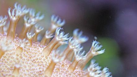 Coral macro underwater wallpaper
