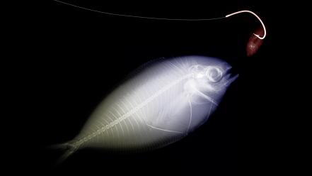 Fish x-ray potograpy wallpaper