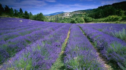 Flowers fields france lavender wallpaper