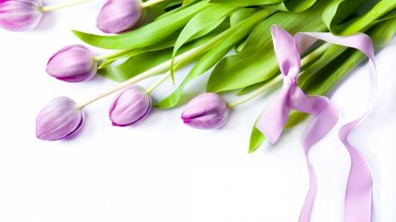 Flowers ribbons tulips wallpaper